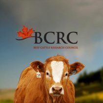 Beef Cattle Research Council